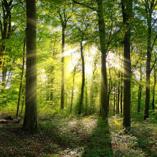 Une équipe internationale de chercheurs montre que lors du réchauffement climatique survenu il y a 56 millions d’années, la végétation a peiné à capter du CO2 dans l’atmosphère. © Smileus, Adobe Stock