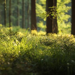 © Kurt Bouda, Pixabay