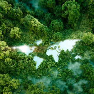 Os pesquisadores analisaram a capacidade da floresta de remover dióxido de carbono (CO2) da nossa atmosfera. Apesar das ameaças regionais, as florestas mundiais continuam a ser uma arma poderosa na luta contra as alterações climáticas. © malp, Adobe Stock