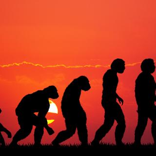 L'évolution de l'Homme implique bien plus qu'une seule lignée, la récente définition de l'espèce Homo longi en est la preuve. © adrenalinapura, Fotolia