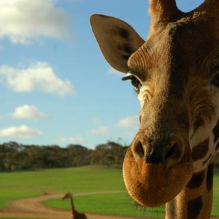 No Código Civil, os animais não são mais considerados móveis, mas sim seres sencientes. © John Goodridge, Flickr, cc por sa 2.0