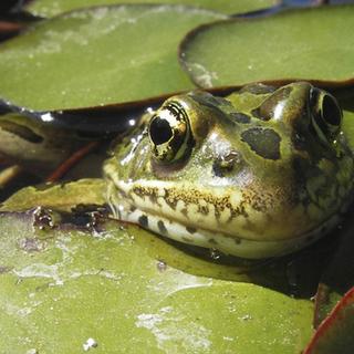 Des grenouilles sont capables d'accumuler du glycérol durant l'automne. Il servira d'antigel en hiver. Grâce à cette substance, certaines grenouilles peuvent en effet résister jusqu'à 3 jours à des températures de -8 °C. © Doug Adama 