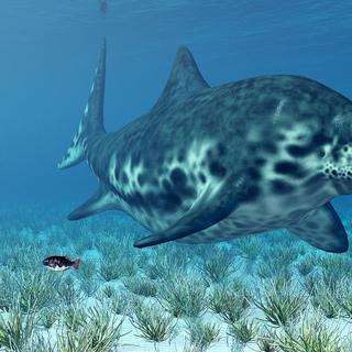 Les ichtyosaures sont apparus il y a 250 millions d'années, légèrement avant les dinosaures (230 millions d'années) et ont disparu peu avant eux. Ces vertébrés marins ressemblaient aux dauphins actuels. Comme eux, ils devaient venir respirer l'air à la surface des eaux. © Michael Rosskothen, Shutterstock
