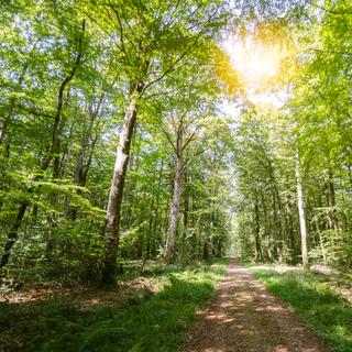 Augmenter la plantation d'arbres en France ? Cela semble possible mais quelles essences privilégier compte tenu de l'accélération du réchauffement climatique ? © PaprikaPhoto.com, Wikimedia commons, CC 4.0
