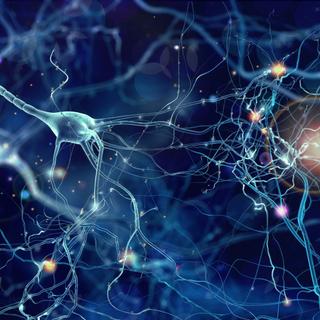 Comment régénérer les neurones perdus après un AVC, dans certaines formes d'épilepsie, ou dans le cadre de maladies neurodégénératives ? © whitehoune, Adobe Stock