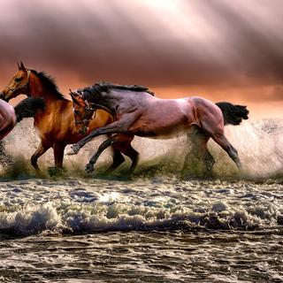 Existe um vínculo único entre o cavalo e o ser humano. © ATDSPhotos, Pixabay, DP