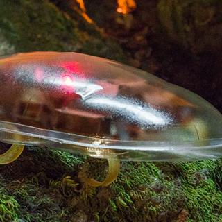 Uma equipe de pesquisadores da Universidade de Berkeley descobriu uma maneira de otimizar os movimentos de sua barata-robô em ambientes desordenados, equipando-a com uma concha que imita a das baratas discóides. Como resultado, o robô consegue deslizar entre obstáculos usando apenas a sua forma. © Chen Li/Laboratório PolyPEDAL, Laboratório de Milisistemas Biomiméticos, CiBER, UC Berkeley