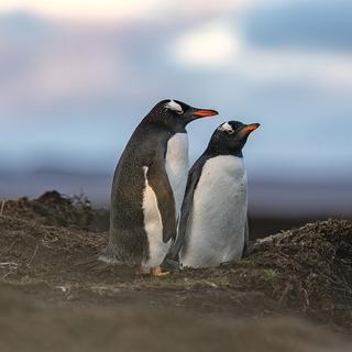 Observer les manchots papous dans leur habitat naturel, un rêve ! © Grégory Pol, tous droits réservés