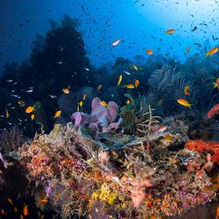 Dos seus mergulhos na lagoa de Mayotte, Gabriel Barathieu traz sempre imagens esplêndidas. Aqui, o spot “Balcon sur le Bleu” do passe S. © Gabriel Barathieu, Todos os direitos reservados