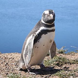 Manchot de Magellan photographié en Argentine. Crédit Commons.
