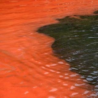   A alga vermelha Noctiluca scintillans invade Clovelly Beach, em Sydney (27 de novembro de 2012). Este organismo pode atingir 1 mm de diâmetro. © William West, foto da AFP