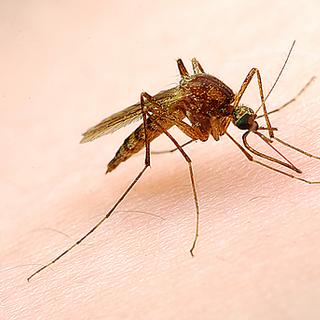 Les moustiques survivent aux gouttes d'eau. Pas si surprenant de la part d'un animal dont la larve est aquatique !&nbsp;© StoneHorse Studios, Flickr, cc by nc sa 2.0