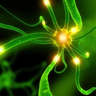 Les neurones du noyau sous-thalamique peuvent à nouveau efficacement produire de la GABA, qui diminue les symptômes de la maladie de Parkinson. © DR