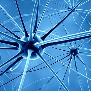 Estima-se que no cérebro humano existam aproximadamente 100 bilhões de neurônios. © Fotolia