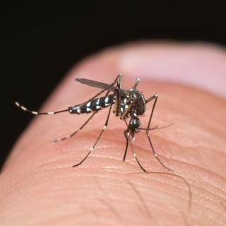 Le moustique-tigre présente des capacités d’adaptation étonnantes. Et des chercheurs pensent que c’est grâce à des œufs capables de se mettre en diapause pour passer l’hiver. © saccobent, Fotolia