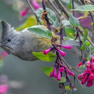 Pour lancer leur campagne&nbsp;2026, les Nikon Comedy Wildlife Awards publient quelques clichés inédits de leur édition&nbsp;2025. Celle de ce yuhina à gorge rayée, une fleur accrochée à son bec, est l’une des plus mignonnement drôles. © Arindam Saha, Comedy Wildlife Photography Award