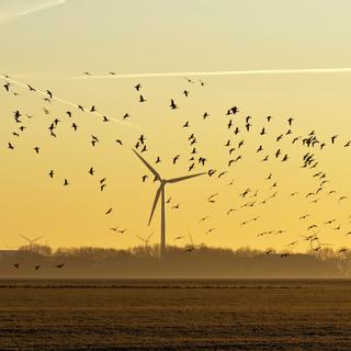 Os pesquisadores mostram que a instalação massiva de parques eólicos e solares na Califórnia está tendo um efeito prejudicial nas populações de aves. © Naj, Adobe Stock