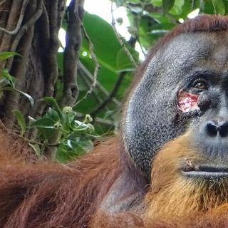 Des chercheurs ont observé un orang-outan blessé au visage soigner sa plaie à l’aide d’une plante biologiquement active. Une première ! © Armas, Suaq Project