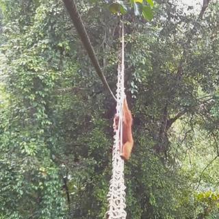 Ces images enregistrées par un piège photographique dans le nord de Sumatra montrent, pour la toute première fois, un orang-outan empruntant un pont artificiel construit pour lui dans les arbres. © Sumatran Orangutan Society