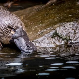 O ornitorrinco é um animal incomum que vive na Austrália. ©Ash, Adobe Stock