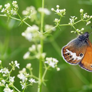  Coenonympha hero, ou le Mélibée. © Vladimir Sazonov, Adobe Stock