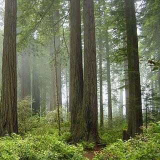 O estudo se concentrou em 64 plantas encontradas na Califórnia (aqui, Parque Nacional Redwood). © Michael Schweppe, Wikimedia, CC by-sa 2.0