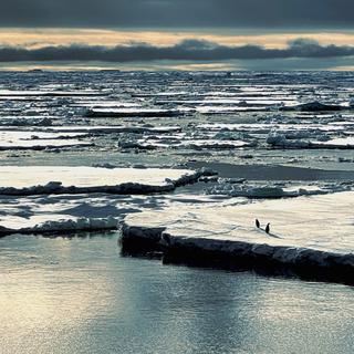 Des pingouins sont perchés sur la banquise antarctique. Celle-là même que les scientifiques voient désormais ravagée par un triple fléau climatique. © Université de Southampton