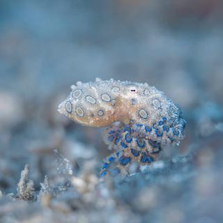 Sous la surface, un minuscule prédateur aux anneaux luminescents glisse entre corail et rochers. © Bing Lin, Ocean Photographer of the Year 2026
