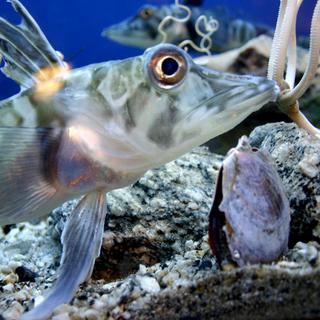 Existem 122 espécies de nototenióides ou peixes-gelo. © domínio público