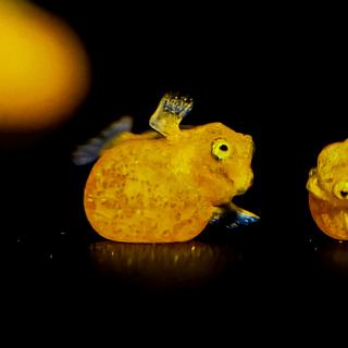 Saurez-vous identifier ces petits êtres âgés d’à peine un jour ? Un indice&nbsp;: ils pourraient bien sauver leur espèce. © Armando Ochoa Aguilar, Beaker Street’s annual Science Photography Prize