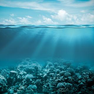 Um polvo gigante foi filmado devorando uma água-viva. Nos oceanos, apesar dos recursos atuais, os ecossistemas ainda são muito mal compreendidos. © Andrey Kuzmin, Fotolia