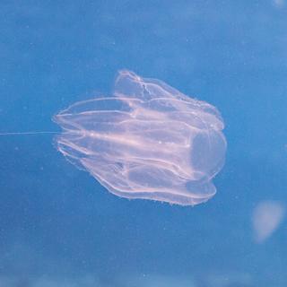 Des analyses chromosomiques semblent montrer que le premier animal à être apparu sur Terre était un cténophore. Ici, l’un d’entre eux, Mnemiopsis leidyi. © marketanovakova, Adobe Stock