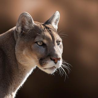 Selon des chercheurs de l’université d’Oxford (Royaume-Uni), le puma est l’un des grands carnivores qui se réintroduit le plus facilement dans le cadre d’opérations de rewilding. © macropixel, Adobe Stock