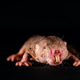 Rat-taupe nu | Futura Planète