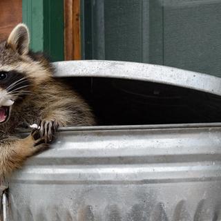 Une étude révèle un changement surprenant chez les ratons laveurs. © hkuchera, Adobe Stock