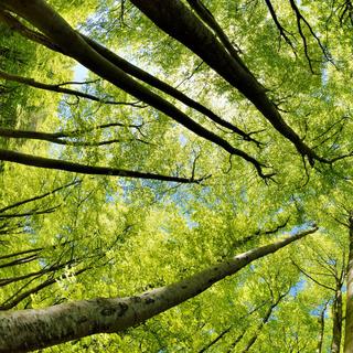 Des chercheurs de l’université de Syracuse (États-Unis) montrent que le réchauffement climatique anthropique est trop rapide pour permettre aux forêts de s’adapter naturellement. © AVTG, Adobe Stock