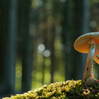 Des chercheurs de la Society for the Protection of Underground Networks (SPUN) et de l’université du Michigan (États-Unis) ont étudié les effets du réchauffement climatique sur la relation de symbiose qui existe entre les arbres et les champignons. © Savo Ilic, Adobe Stock