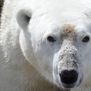 Des chercheurs de l’université de l’État de Washington (États-Unis) ont observé des ours polaires dans la baie d’Hudson. Ils peinent de plus en plus à se nourrir durant l’été. © David McGeachy, Université de l’État de Washington