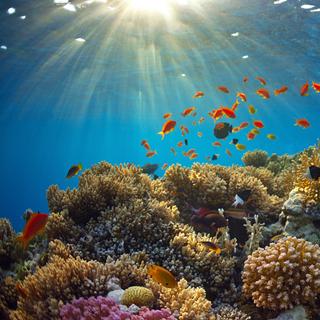 Sous la surface des Galápagos, des coraux centenaires gardent la mémoire secrète des plus grands bouleversements climatiques du Pacifique. Leur squelette raconte une histoire que les thermomètres n’ont pas enregistrée… et qui bouleverse notre compréhension de l’El Niño actuel. © borisoff, Adobe Stock