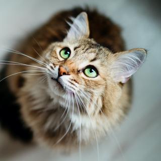 Tous les chats ne sont pas distants avec les humains qui partagent leur vie. C’est la conclusion d’une enquête menée par des chercheurs de l’université de Lincoln (Royaume-Uni). © Uzhursky, Adobe Stock