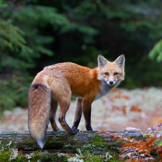 Uma sociedade erudita está a fazer campanha para que animais como raposas vermelhas, martas, doninhas e martas do pinheiro deixem de ser considerados pragas. © jimcumming88, Adobe Stock