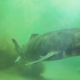 Un corps long, épais et gris. Une petite tête. Un museau court et arrondi. Des yeux opaques et inanimés. C’est la description du requin du Groenland (Somniosus microcephalus). Ou plutôt, c’était. Car une équipe de l’université de Californie (États-Unis) révèle aujourd’hui que l’animal n’est pas si aveugle que ça… © dottedyeti, Adobe Stock