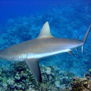 Dans certains récif coralliens, les requins sont si peu nombreux que leur population n'est plus à même d'assurer son rôle écologique dans les récifs coralliens. © NOAA