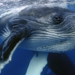 As baleias jubarte possuem um canto estruturado, específico para cada região do mundo onde se reproduzem. Além disso, o seu canto evolui à medida que a baleia envelhece. © Yann Hubert, Shutterstock