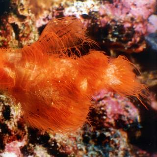 Ni algue ni hippocampe : ce drôle de petit être à trompe se fond dans son décor grâce à une « fourrure » très spéciale. Et il porte un nom que vous n’allez pas oublier. © David Harasti, Port Stephens Fisheries Institute