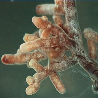 La symbiose entre les plantes et les champignons mycorhiziens est un véritable marché biologique où les espèces coopératives sont récompensées et les tricheurs obtiennent moins de leur symbiote. &copy;&nbsp;Nilsson et al., 2005 - BioMed Central