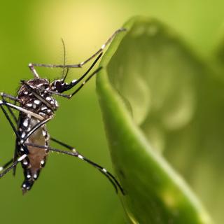 Le moustique tigre se développe préférentiellement dans des environnements péri-urbains ainsi que dans des zones urbaines très denses. © Muhammad Mahdi Karim, Wikimedia Commons