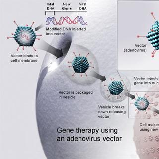 La thérapie génique est possible grâce à certains virus, qui peuvent intégrer une séquence d&#39;ADN dans le génome d&#39;une cellule. Ainsi, un virus inoffensif pour l&#39;Homme infeste une cellule, rentre dans le noyau et va y déposer son patrimoine génétique. Ce dernier est lu par les cellules ciblées qui vont en retour traduire le gène d&#39;intérêt et produire, dans ce cas précis, des récepteurs antigéniques permettant au système immunitaire de détruire les cellules leucémiques.&amp;nbsp;© NIH, Wikipédia, DP