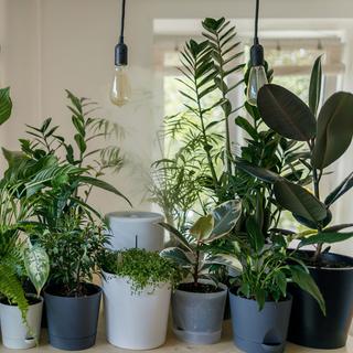Un coin de verdure purifiant : ces plantes dépolluantes, en plus d’embellir votre intérieur, contribuent à assainir l’air de votre maison en absorbant certaines substances nocives comme le formaldéhyde ou le benzène. Allier esthétique et bien-être, c’est possible grâce à la nature ! © Vadim Kaipov -  Unsplash