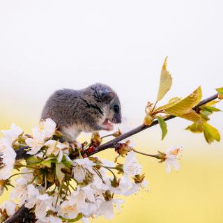  Le museau qui ronfle - Oui, il ronfle. Et les chercheurs l’ont enregistré !© Dominik, Adobe stock